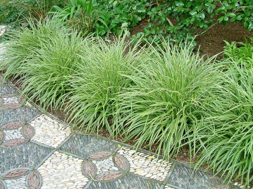 Carex laghetto aiuole carice - laghetto,
