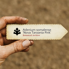 Adenium somalense nova - somalense, 'nova