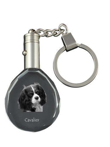 Cavalier king charles spaniel - cavalier,