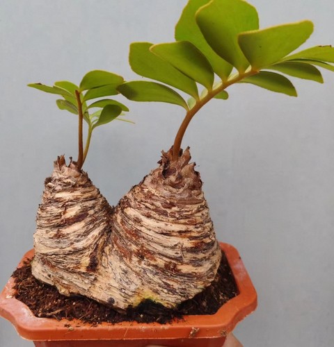 Multi teste rare - , zamia