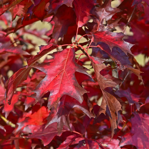 Quercus rubra quercia - quercus,