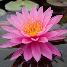 Semi nymphaea mayla - di,