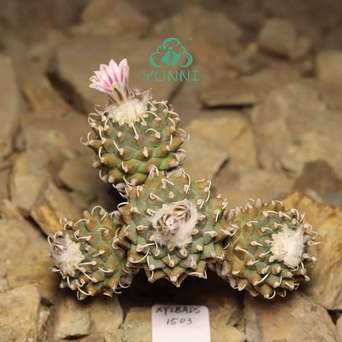 Pianta rara turbinicarpus - rara,