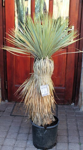 Yucca rostrata thompsoniana - rostrata,