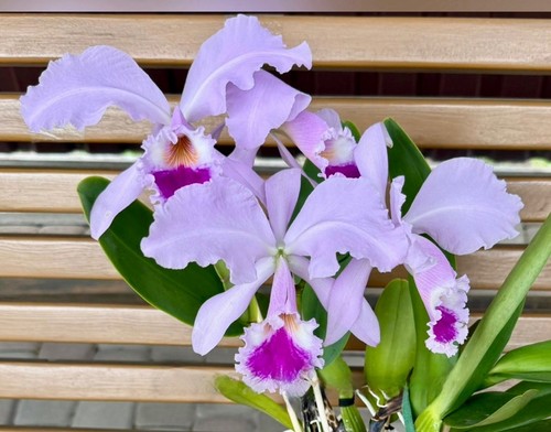 Specie orchidea cattleya - specie,