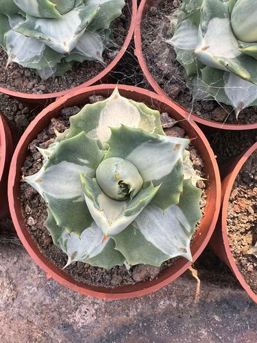 2pcs agave potatorum - agave,