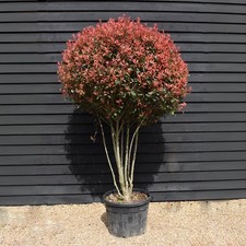 Fotinia photinia fraseri - x,