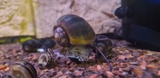 Pomacea Glauca - Lumache Acqua