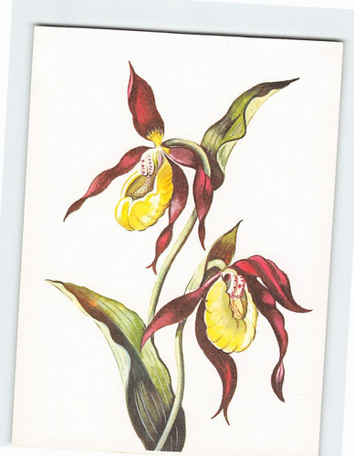 Cartolina scarpa donna - scarpa,