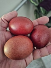 Uova fertili di Marans Nero