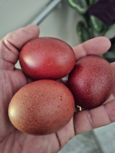 Uova fertili marans - uova, di