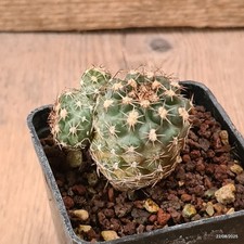 D6169 SCLEROCACTUS MESAE-VERDAE FH061 INNESTATO pot7-H5-W5,5 cm Mama Cactus cite