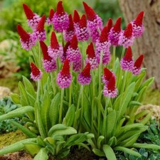 Primula Vialii – 30 Semi –