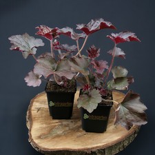 Campanellino viola heuchera - campanellino,