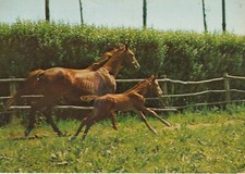 C2 - Cp  Cartolina Fotografica Cavalla con Puledro - Fg Vg