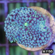 Item#A1195SP1195(S) WYSIWYG