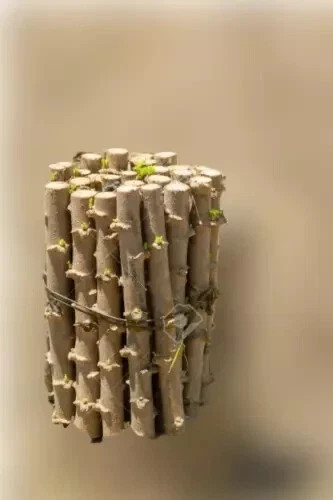 Cassava manihot esculenta - -manihot,