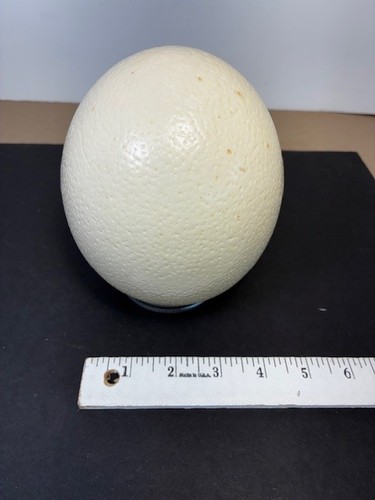 Decorative ostrich egg shell - decorative,