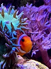 acquario da 300l ,completo di pesci,coralli, lampade e Samp.. 