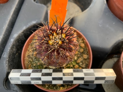 274 copiapoa goldii - 274,