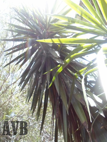 Giant yucca severed top - yucca,