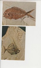 Bolca / Purga (Verona): lotto 6 cartoline anni '70 (Fossili, pesce fossile...)