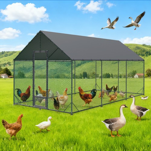 Large walk pet - walk-in, chicken