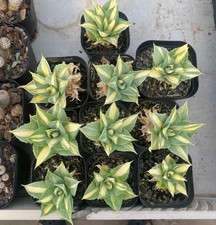 10 pezzi Agave potatorum ver