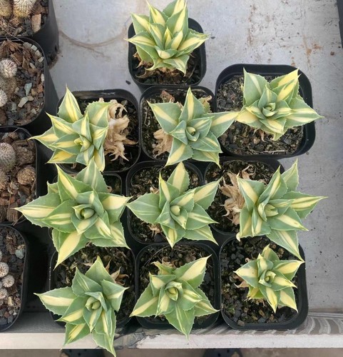 Pezzi agave potatorum - 10,