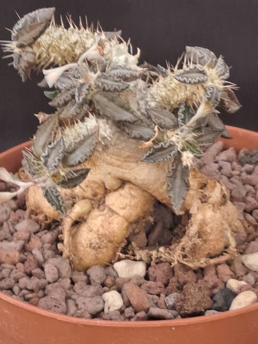 Euphorbia tulearensis tulear - tulearensis, (tulear