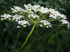 Anice - Pimpinella anisum -