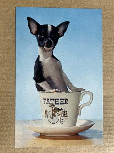 Cartolina chihuahua cane - chihuahua,