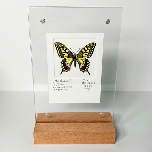 Papilio farfalla machaon