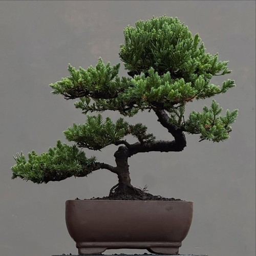 Bonsai albero vivo - di,