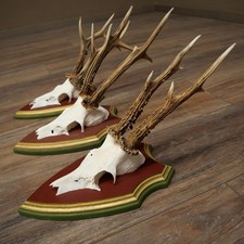 Corna Di Capriolo 3X Caprioli