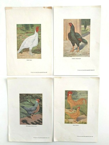 Lotto stampe galli e - n.4,