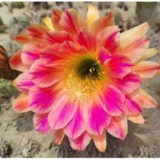 Pianta succulenta cactus 5 - succulenta,