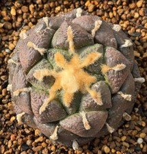 Sale 8.6cm Rare Cacti