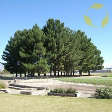 AFGHAN PINE Pinus Eldarica -