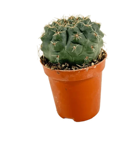 Gymnocalycium baldianum cactus - gymnocalycium,