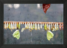 Poster arte parete con - poster,