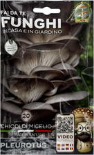 20 Chiodi Di Micelio Funghi