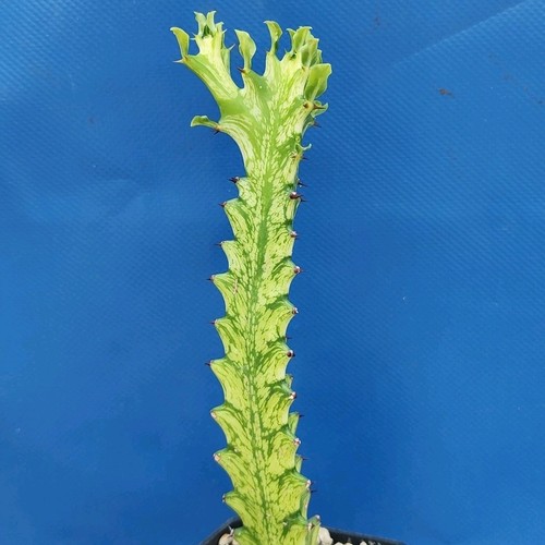 Euphorbia trigona mint cream - euphorbia, cream'