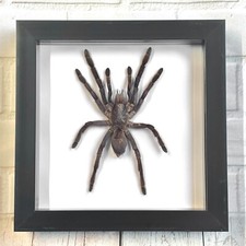 Java Earth Tiger Tarantula Spider (Selenocosmia javanensis) Box Frame Display