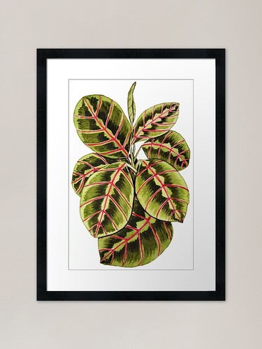 Pianta preghiera maranta in - preghiera,