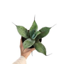 Agave celsii X eborispina - SPINE FINALI MOLTO LUNGHE NO ovatifolia