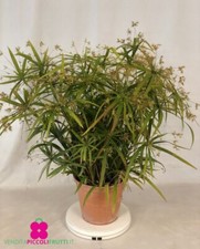 Pianta di Cyperus