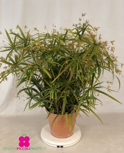 Pianta cyperus - pianta,