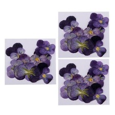 36x Fiori Pressati Secchi