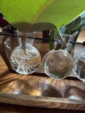 Talea ficus elastica